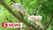 20 crested ibises released into the wild in east China