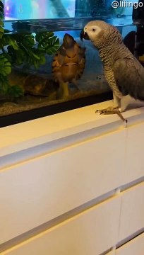 Un oiseau traîne avec un ami tortue