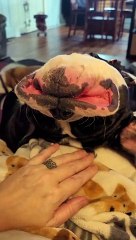 Tout aussi mignon à l'envers