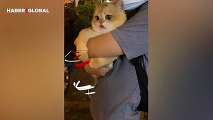 İlk defa dışarıya çıkan kedi, korkudan sahibine sarıldı! Kollarını asla bırakmadı