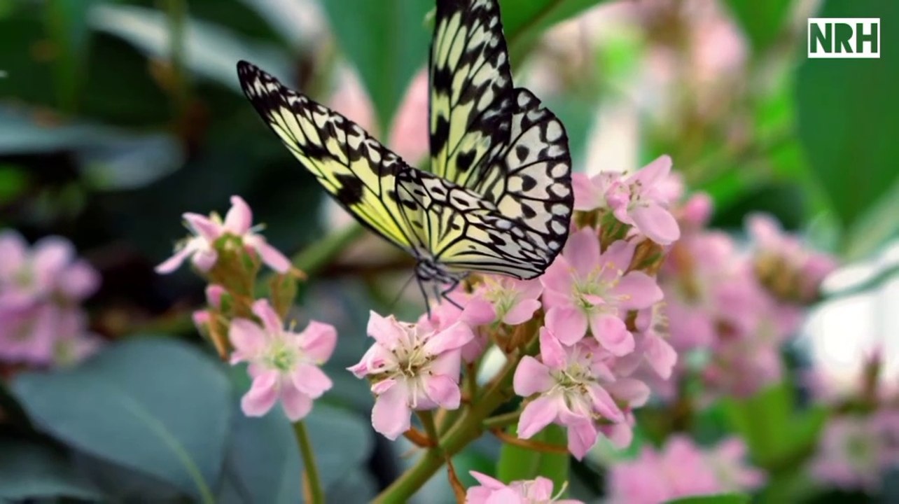 Relaxation video with most beautiful waterfalls, natures, flowers, seascapes & stress relief music