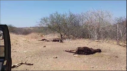 Animais mortos e muita seca: o triste cenário que cresce às margens de rodovia no Vale do Piancó