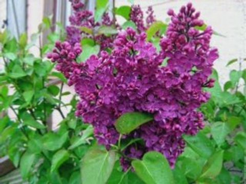 Le lilas une de mes fleurs preferées