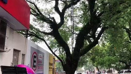 Internautas pedem ajuda para resgatar gato filhote que está preso em árvore no Centro