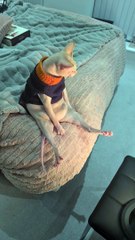 Le chat réchauffe ses haricots