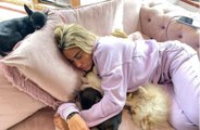 Katie Price has got her seventh dog after facing calls for her to be banned from owning pets.