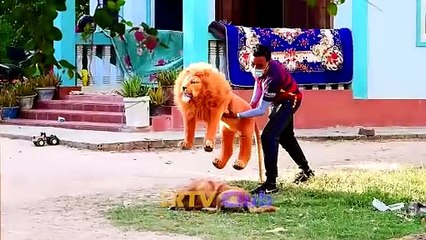 Best Prank Collection Top 15 - Fake Lion Prank Real Dog Super Funny - Try Not To Laugh Challenge