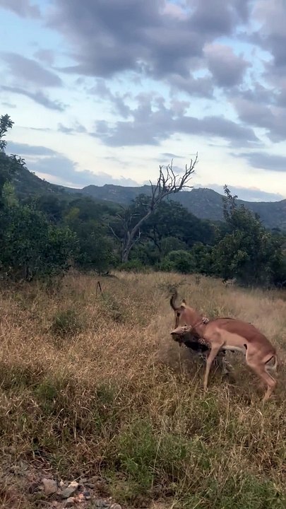 Buck Runs into Hidden Leopard(1080P_HD)