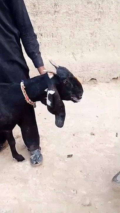 #goatfarmingbusiness #goat #goatsoftiktok #goatfarmng