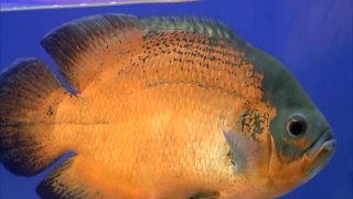 Aqua Consumer Expo at Kochi I The 30 Best Freshwater Aquarium Fish