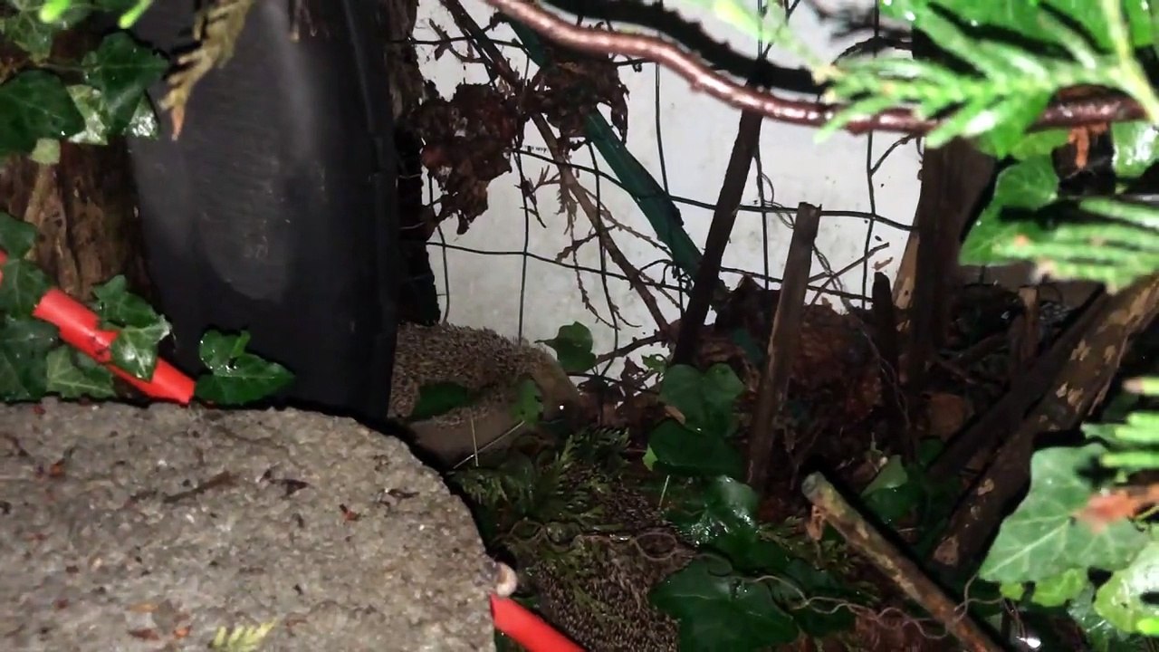 Hérissons qui font du bruit