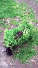 Un chien très bien camouflé