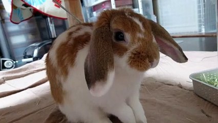 Sata Jones, Sirena Milano - Trick Or Treat