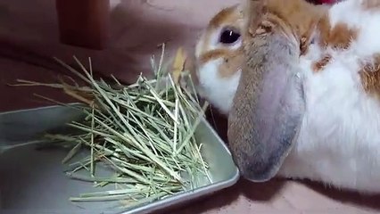 Zoe Grey For Attention