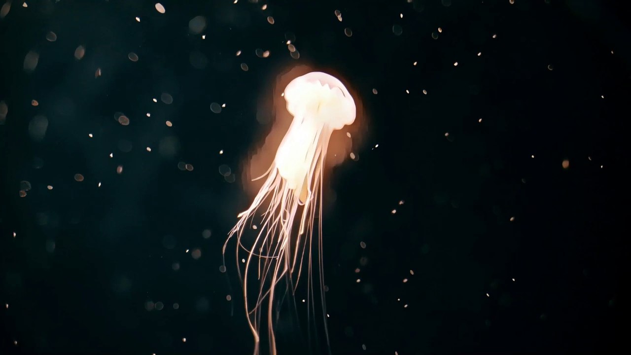 2 Hours of Relaxing Jellyfish v2 video Dailymotion