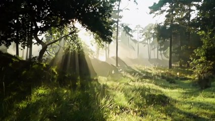 2 Hours of Relaxing Forest