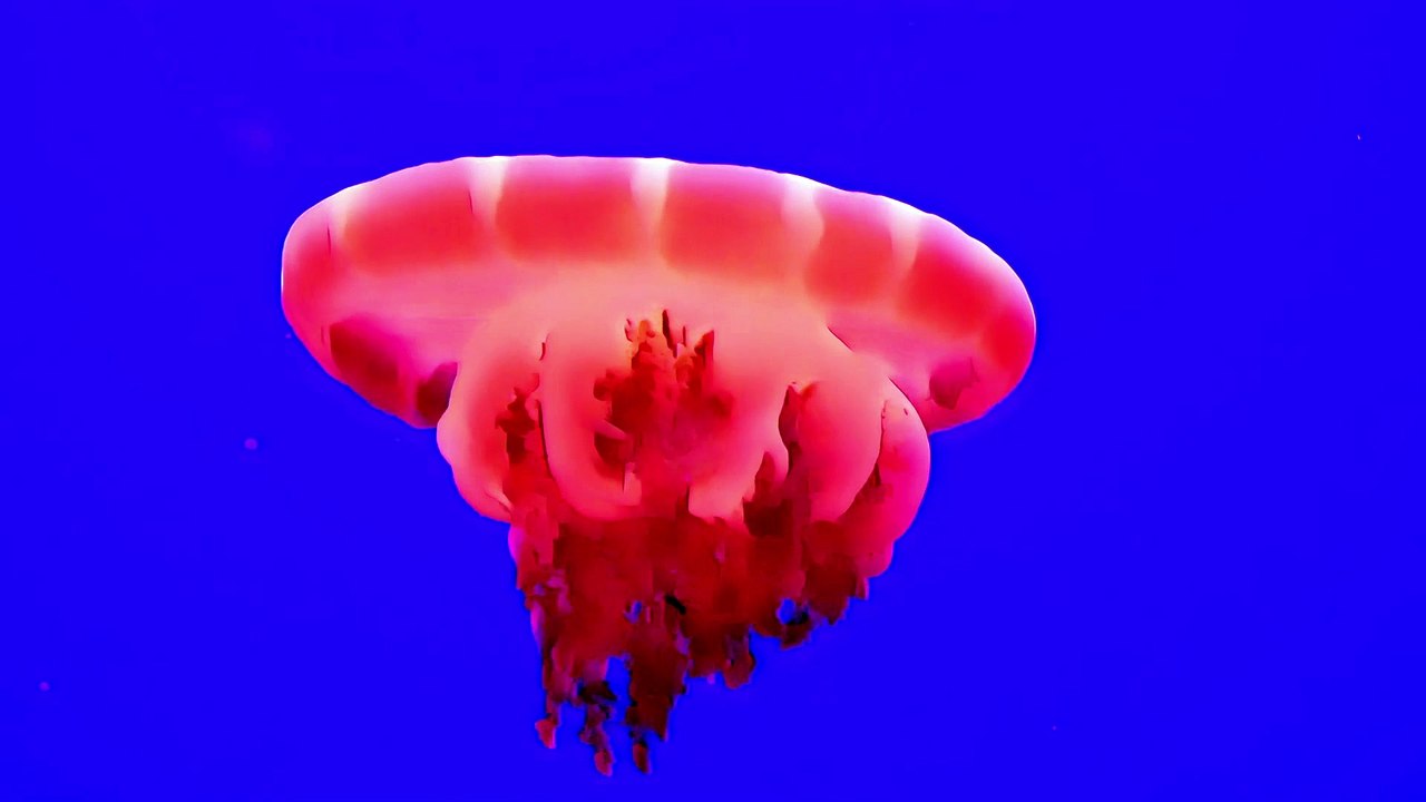 2 Hours of Relaxing Jellyfish v1 video Dailymotion