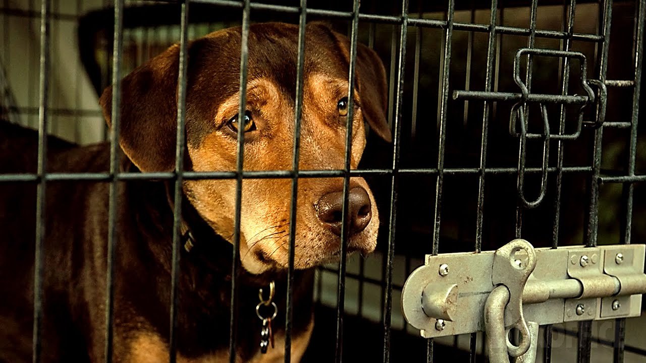 Ce chien mignon finit en prison  | L'Incroyable aventure de Bella | Extrait VF