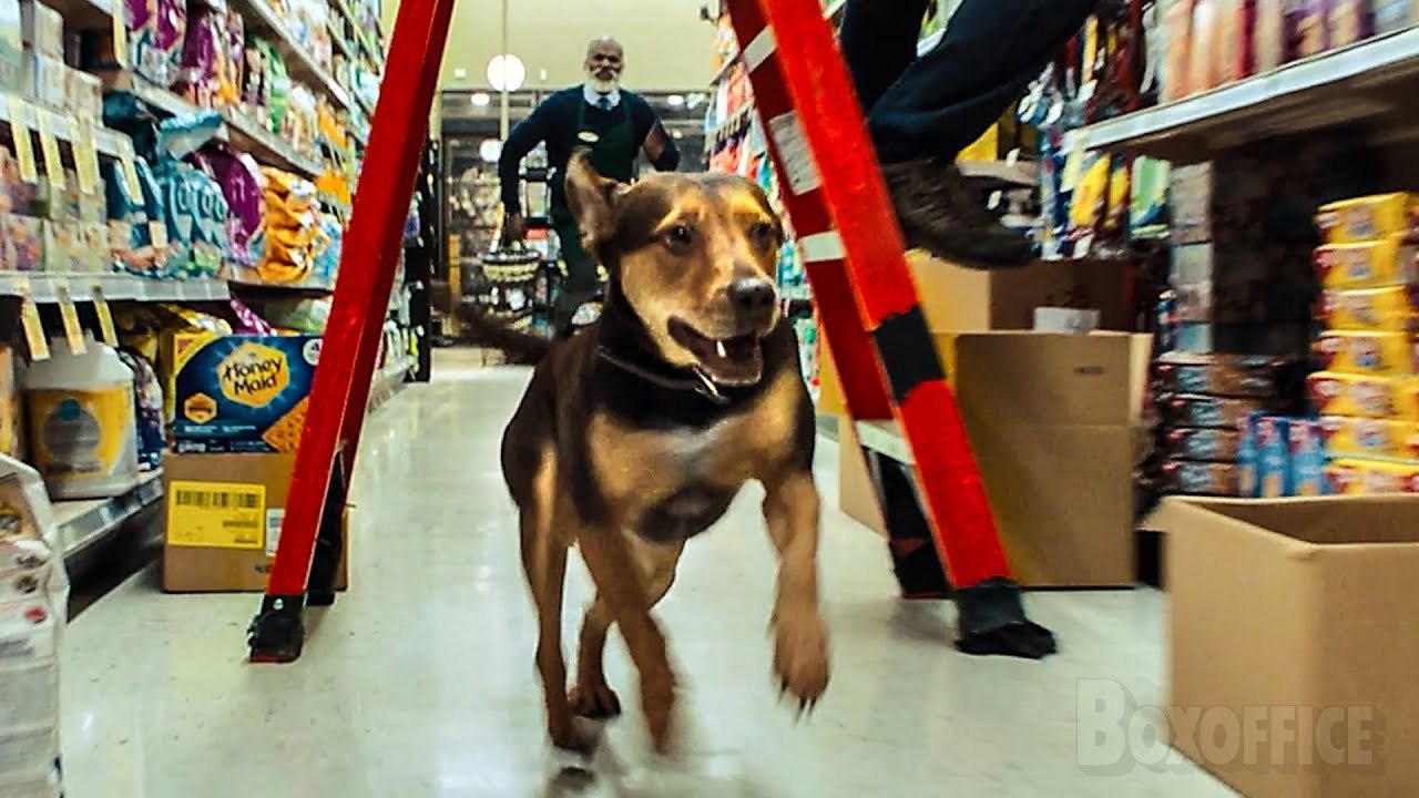 Ce pitbull retourne un supermarché  | L'Incroyable aventure de Bella | Extrait VF