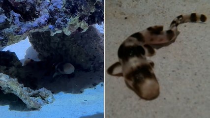 Baby shark born at zoo without mother ever being around male species