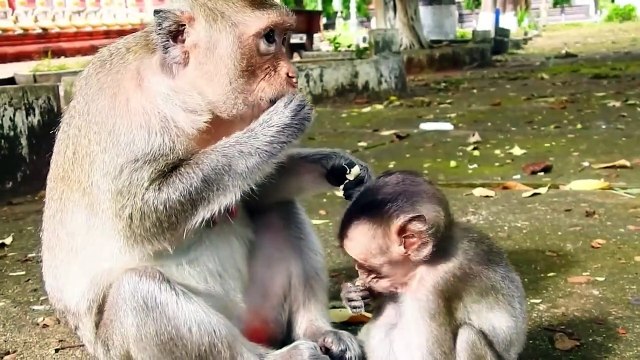 Adorable Mother Rana Sit Eating Fruit With Cutie Baby Rambo