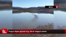 Yorgun düşen göçmen kuş, tekrar doğaya salındı