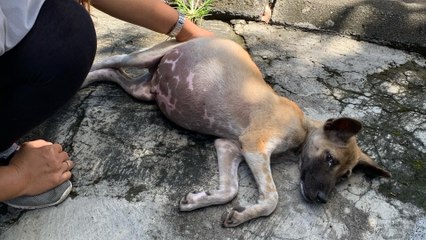 Puppy Whose Tummy Was So Big He Couldn't Move Completely Transforms
