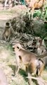 Langoor Viral, Shorts|Shorts Video, Mankey Video, Hindi Funny Videos,#Langoor