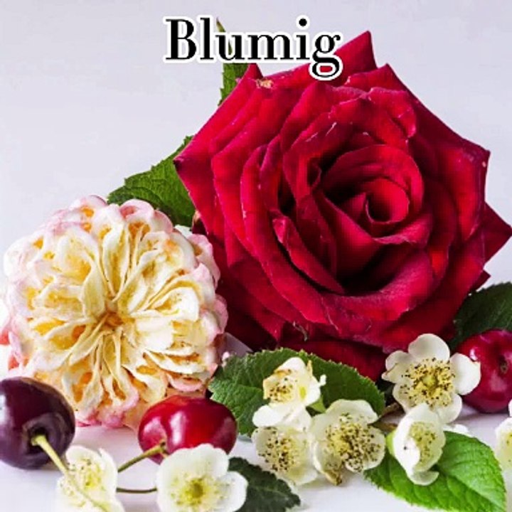 Die besten Damendüfte