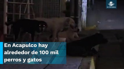 No se olvidan de los lomitos y gatos de la calle afectados por el paso del huracán “Otis”