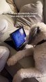 POV: You Accidently Turned Your Dog Into an iPad Kid