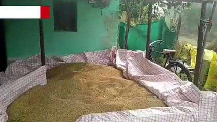 छिंदवाड़ा: सोयाबीन और मक्का कटाई में जुटे किसान, गेहूं बुआई की तैयारी शुरू