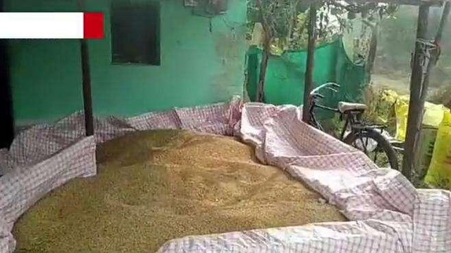 छिंदवाड़ा: सोयाबीन और मक्का कटाई में जुटे किसान, गेहूं बुआई की तैयारी शुरू