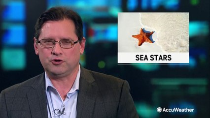 New genetic research shows what we thought was a starfish's body is actually its head