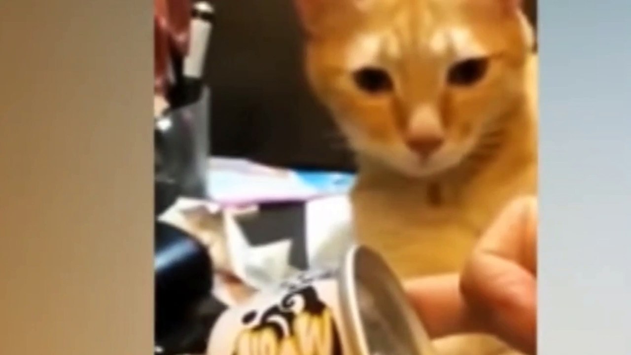 Cute pets