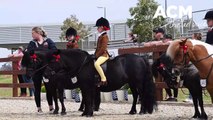 2023 Regional Show Horse Championships. Video by Gareth Gardner for ACM