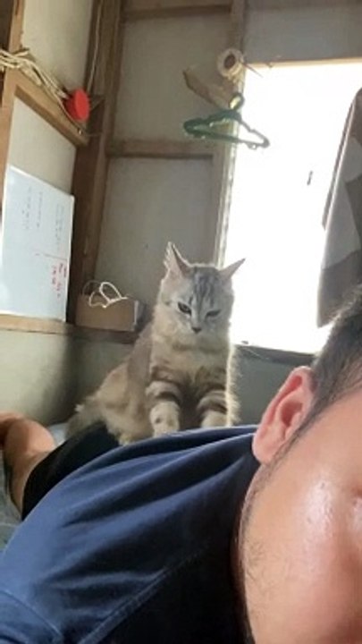 Kitten Mittens Give Massage