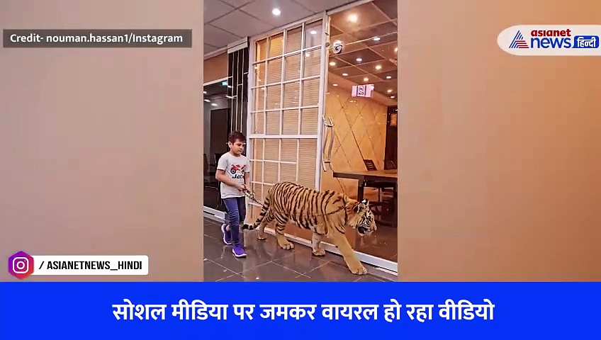 Tiger को जंजीर में बांधकर घूमने निकला बच्चा, Viral Video देख लोग हुए हैरान