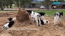 WATCH: Tocal College Dairy Training Centre