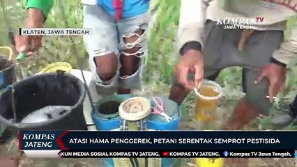 Atasi Hama Penggerek, Petani di Klaten Serentak Semprot Pestisida