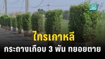 ไทรเกาหลีกระถางเกือบ 3 พัน ทยอยตาย | เที่ยงทันข่าว | 3 พ.ย.66