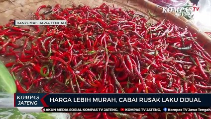 Harga Lebih Murah, Cabai Rusak Laku Dijual
