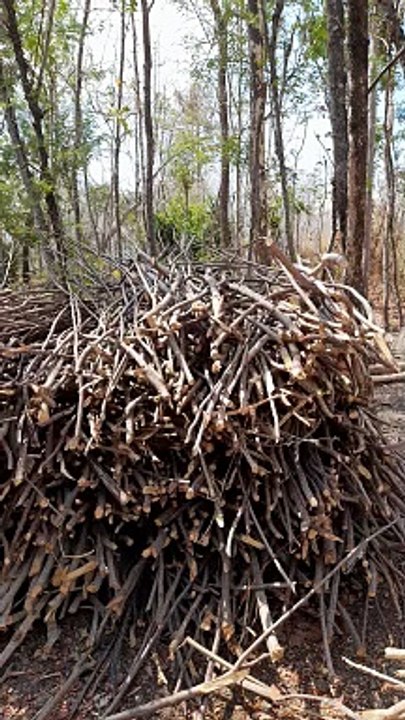 Kayu bakar