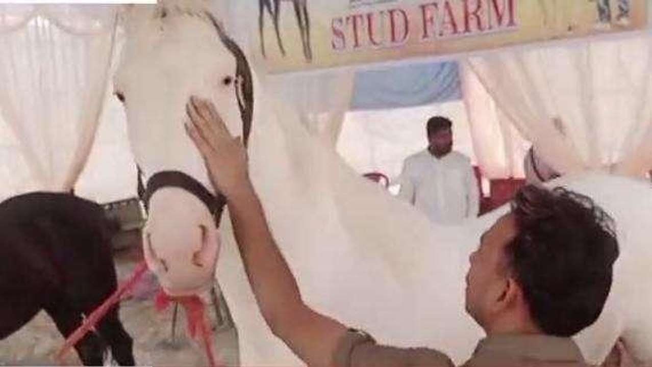 बारबंकी: दूध, दही-मक्खन खाकर बॉडी बनाता है ये घोड़ा, डाइट जानकर हैरान रह जाएंगे