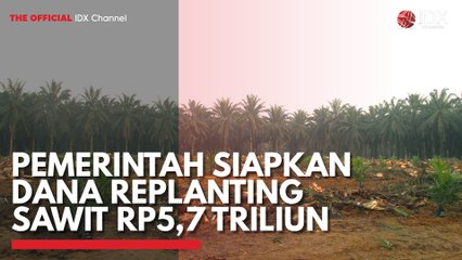 Pemerintah Siapkan Dana Replanting Sawit Rp5,7 Triliun
