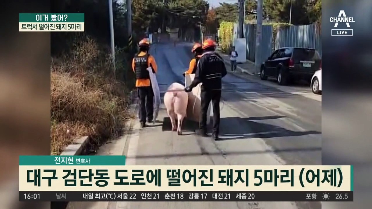트럭서 떨어진 돼지 5마리…30분 만에 다시 도축장行