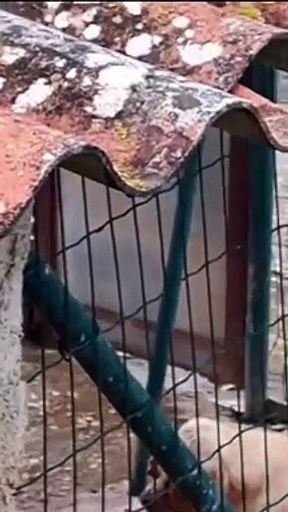Cadela que "implorava por ajuda" resgatada de casa em Torres Vedras
