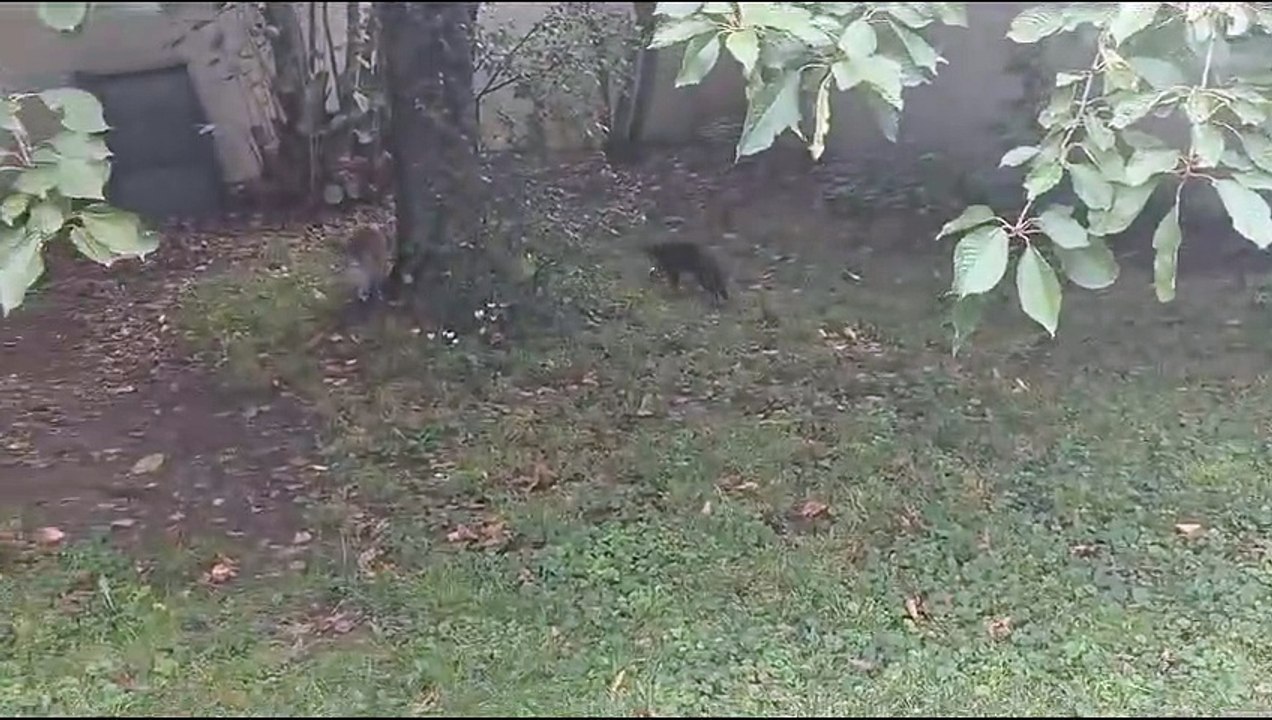 Sneaky film 2