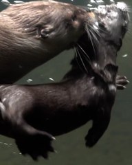 Adorable Video Shows a Mama Otter Teaching Her 4-Month-Old Pup Baby Otter How To Swim
