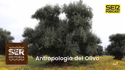 Antropología del Olivo